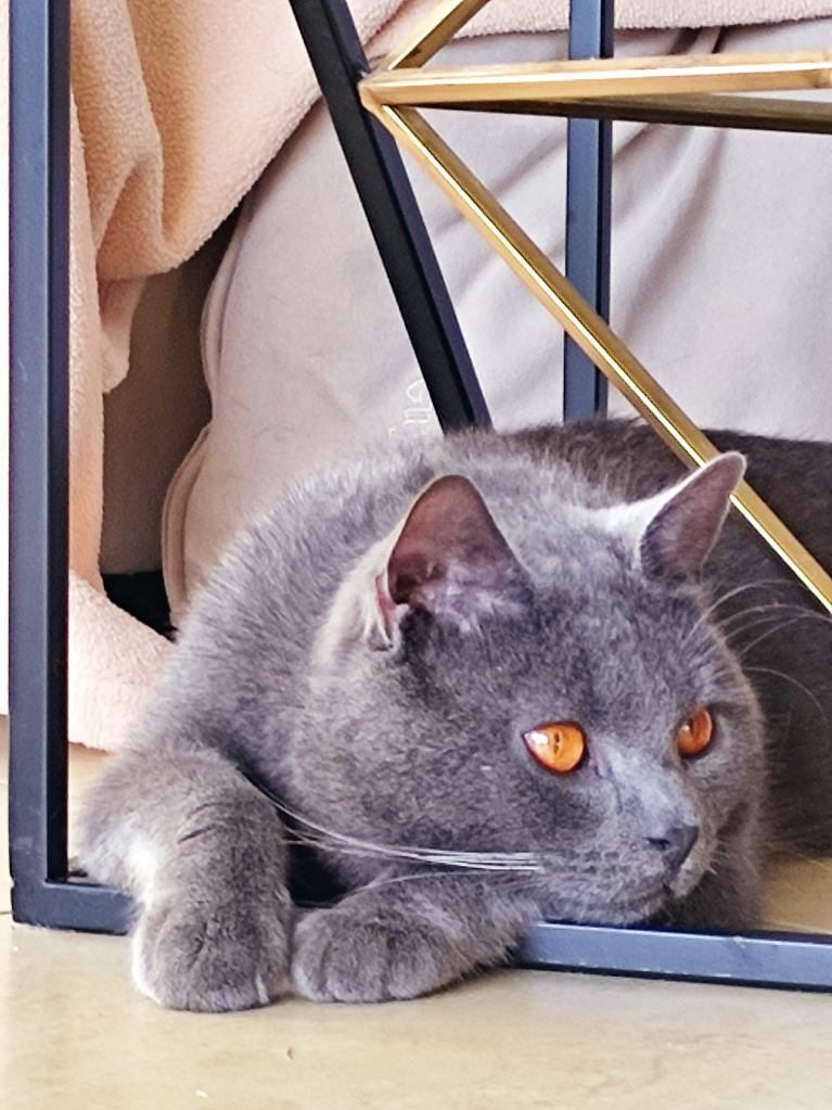 chat chartreux en Isère