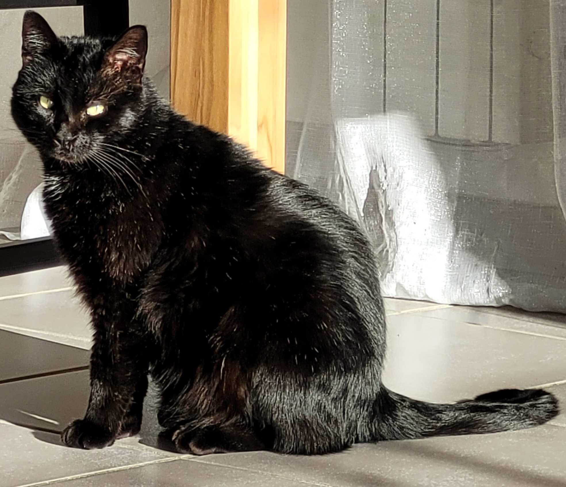 Syrius (Black Cat)