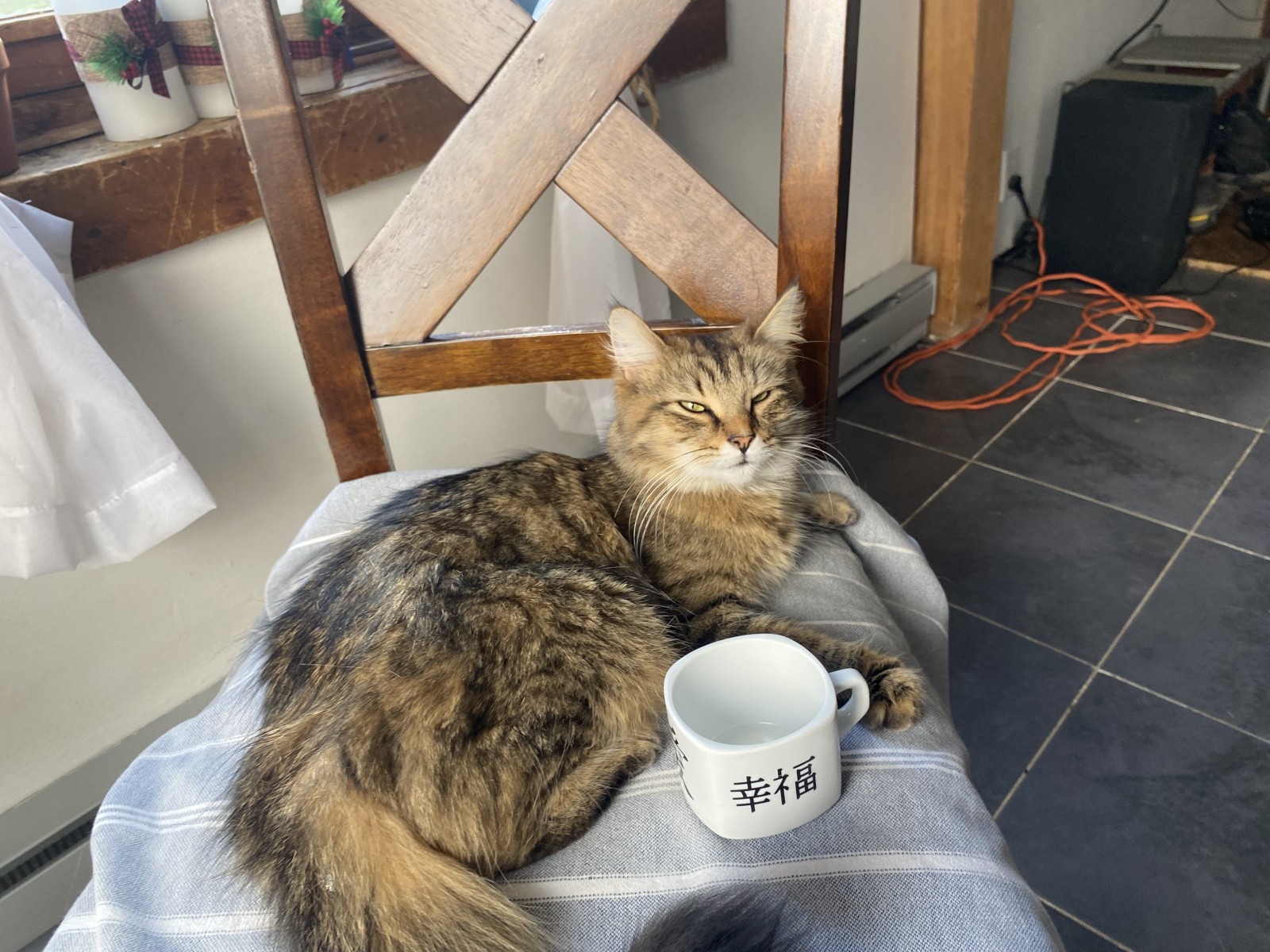Tea with the cat